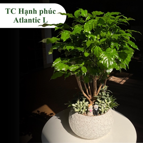 TC hạnh phúc atlantic L
