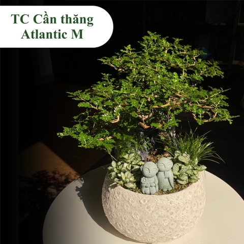 TC cần thăng atlantic M