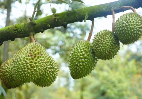 Dấu Hiệu Nhận Biết Sầu Riêng Chín Tự Nhiên
