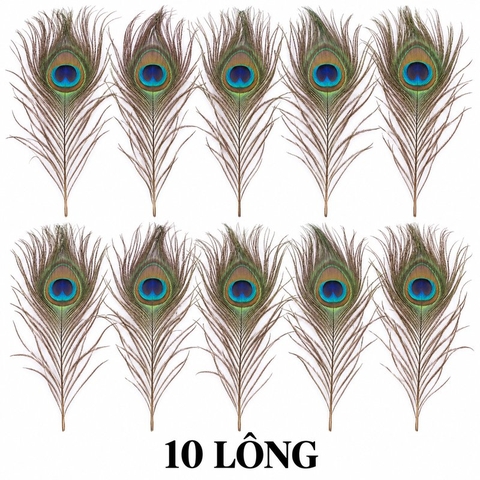 Lông Công Xanh ,hàng thật tự nhiên 100% (từ 25-90cm)trang trí phong thuỷ