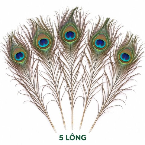 Lông Công Xanh ,hàng thật tự nhiên 100% (từ 25-90cm)trang trí phong thuỷ