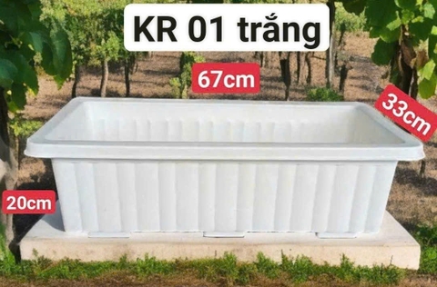 KHAY RAU 01