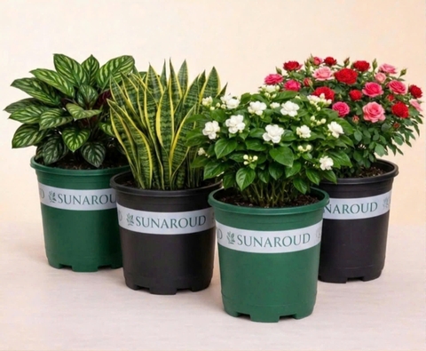 CHẬU NHỰA TRỒNG CÂY 5GL IN