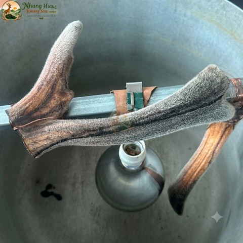 Nhung Hươu Khô Nguyên Cặp