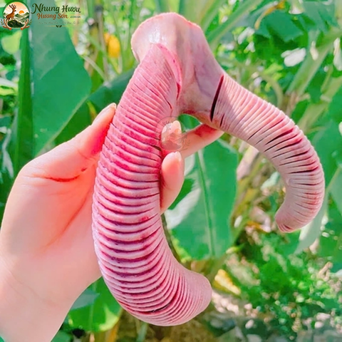 Nhung Hươu Tươi Yên Ngựa Cao Cấp