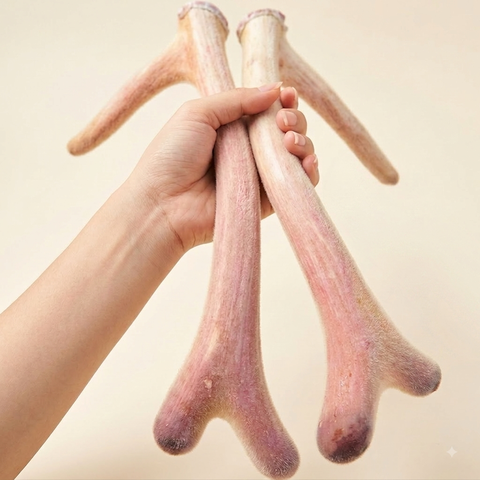 Nhung Hươu Tươi Gác Sào