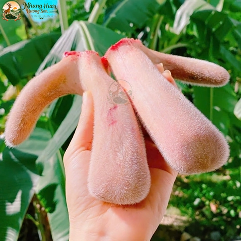 Nhung Hươu Tươi Yên Ngựa Cao Cấp
