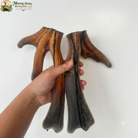 Nhung Hươu Khô Nguyên Cặp