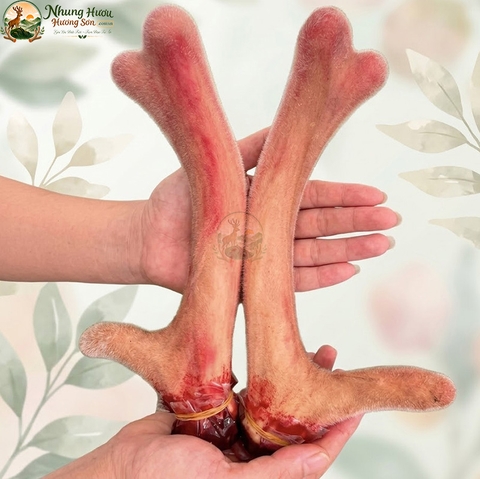 Nhung Hươu Tươi Yên Ngựa Cao Cấp