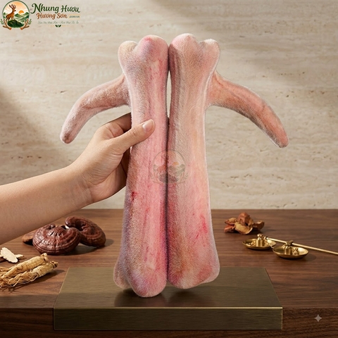 Nhung Hươu Tươi Yên Ngựa Cao Cấp