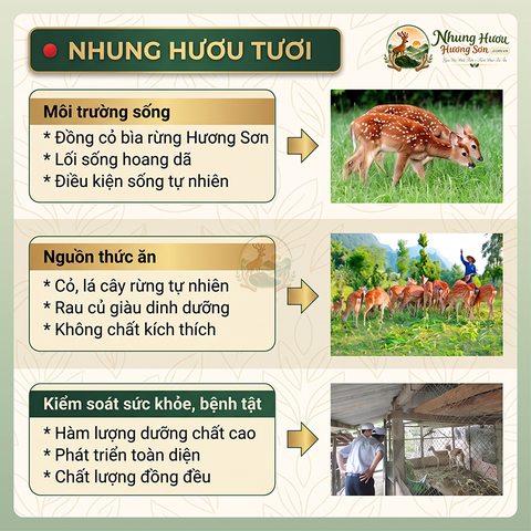 Nhung Hươu Tươi Yên Ngựa Cao Cấp
