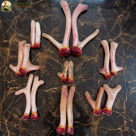 Nhung Hươu Tươi Yên Ngựa Cao Cấp