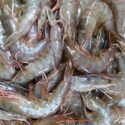 Tôm Bạc