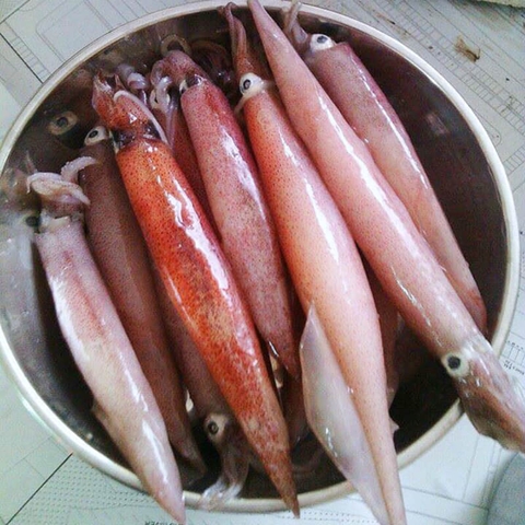 Mực Ghim