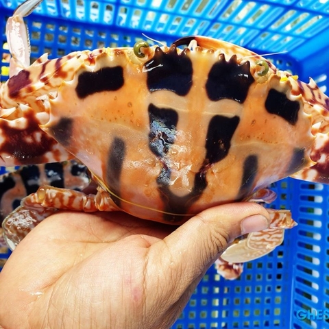 Ghẹ Đỏ