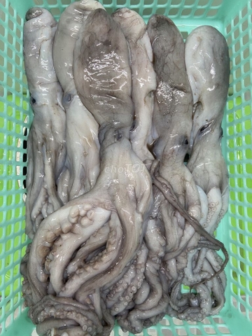Bạch Tuộc 2 Da