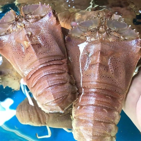 Tôm Mũ Ni (Size 3-5 Con/Kg)