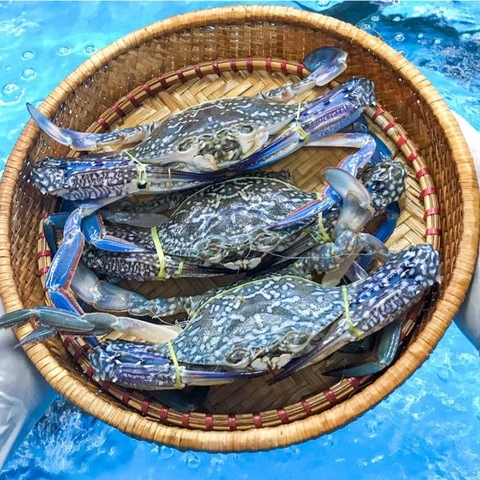 Ghẹ Xanh