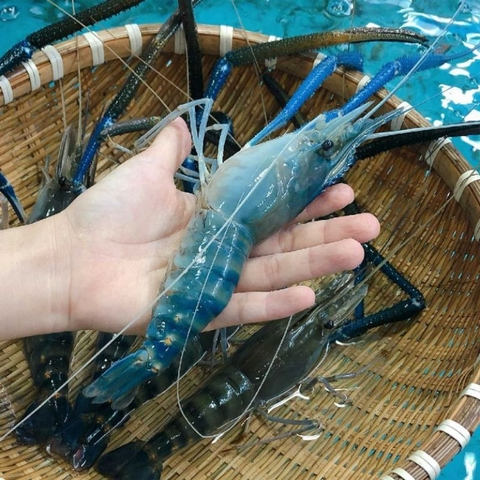 Tôm Càng Xanh