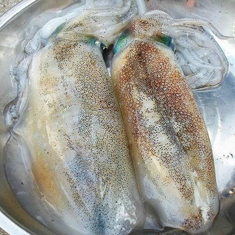 Mực Lá (6-8 Con)