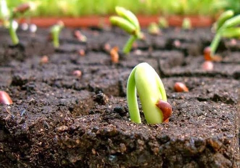Toàn Tập Về Phân Bón Vi Sinh Dạng Bột: Đặc Điểm Và Cách Dùng Chuẩn