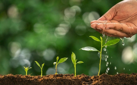 So Sánh Phân Bón Vi Sinh Dạng Bột, Dạng Viên Và Dạng Lỏng Chi Tiết
