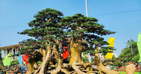 Hơn 1.000 tác phẩm hội tụ ở Quảng Ngãi: Một lát cắt rộng của bonsai Việt Nam