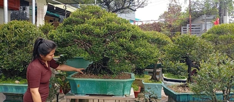 Từ kinh nghiệm đến nghề nghiệp: Quảng Ninh nâng chiều sâu kỹ thuật tạo tác bonsai