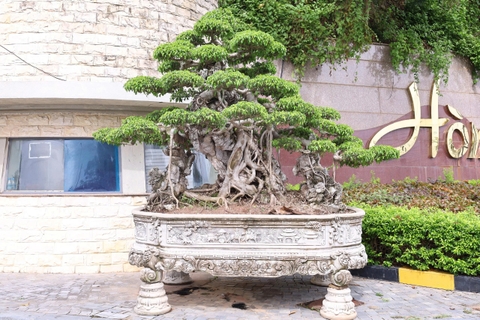 Câu chuyện của cây!