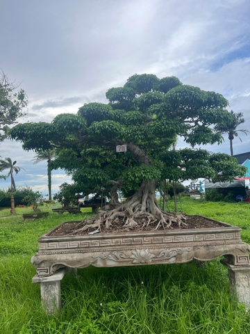 Sanh HH-0070