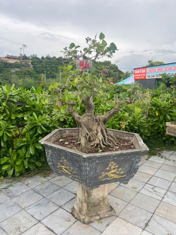 Bồ đề HH-0084