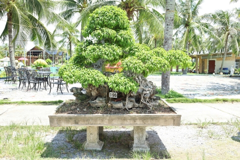 Sanh HH-00196