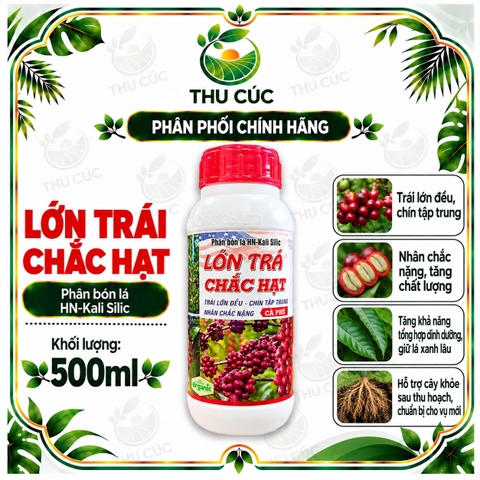 LỚN TRÁI CHẮC HẠT – PHÂN BÓN LÁ HN-KALI SILIC CHO CÀ PHÊ