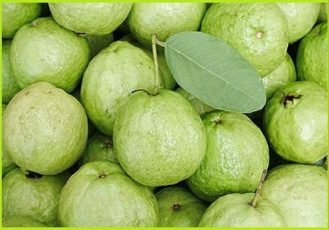 Ổi