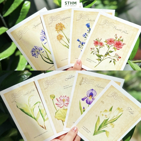 Thiệp giấy Postcard A6 xấp 8 cái