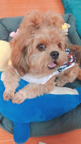 bánh