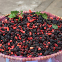 Dâu tằm tươi 3kg