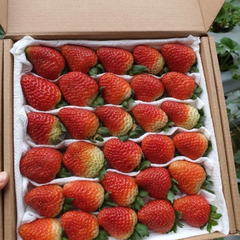 Dâu tây Montery size 30-36 Hộp 500g