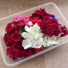 Hoa Thanh Trúc Phlox Edible Flowers hoa tươi trang trí bánh 12g