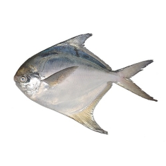 Cá Chim Thiên Nhiên