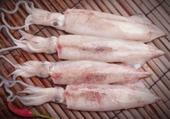 Mực Ống Thiên Nhiên