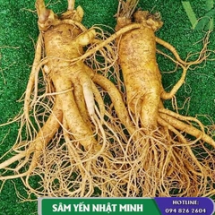 Nhân Sâm Tươi 2 Củ 1 Kg