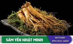 Nhân Sâm Tươi 3 Củ 1 Kg