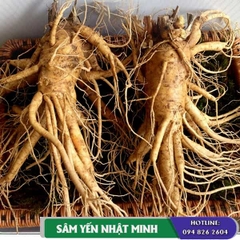 Nhân Sâm Tươi 2 Củ 1 Kg