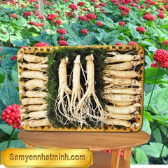 Nhân Sâm Tươi 40 Củ 1 Kg