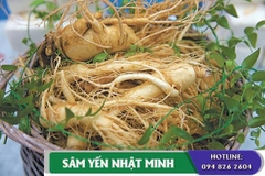 Sâm tươi 3 củ 1kg