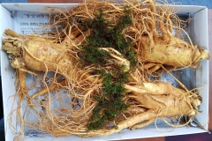 Nhân Sâm Tươi 3 Củ 1 Kg