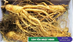 sâm tươi 4 củ 1kg