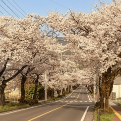 🌸 TRẢI NGHIỆM MÙA XUÂN NGÀN HOA: CHÚC MỪNG 2 VISA HÀN QUỐC "VƯỢT ẢI" THÀNH CÔNG!