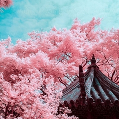 🧧 KHAI XUÂN RỰC RỠ: 37 VISA TRUNG QUỐC ĐỒNG LOẠT "VỀ ĐÍCH" CẬN TẾT! 🧧